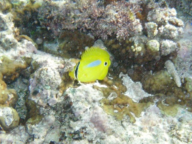 67- Chaetodon 